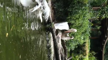 slow motion of three White Pelican Swimming on Water ,