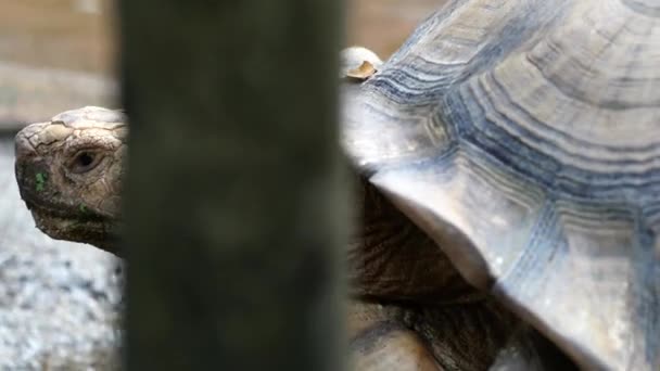 Велика Черепаха Відпочиває Крупним Планом — стокове відео