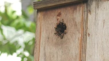  a bee hotel, Insect hotel on the tree ,