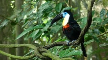 toucan bird in natural setting in singapore ,
