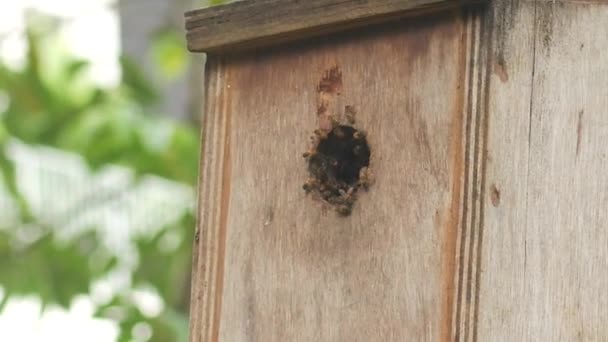 Bee Hotel Insect Hotel Tree — Stock Video