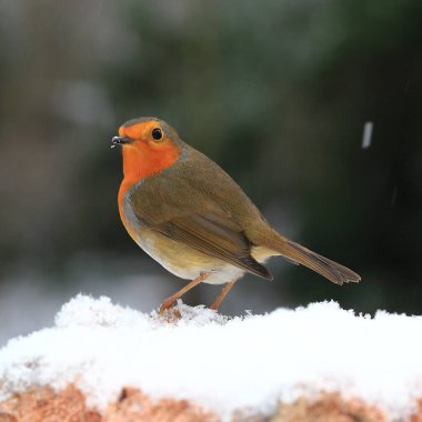 Robin Red Breast. Kışın ortasında İngiltere 'nin kuzeyinde bir iç bahçede bir nar bülbülü (erithacus rubecula) resmedilmiştir..