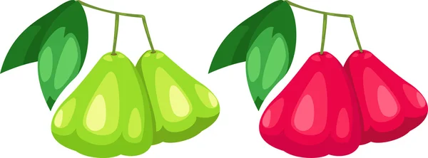 Illustration rose apple — Stock vektor