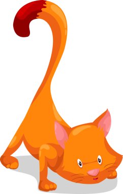 Şirin kedi.