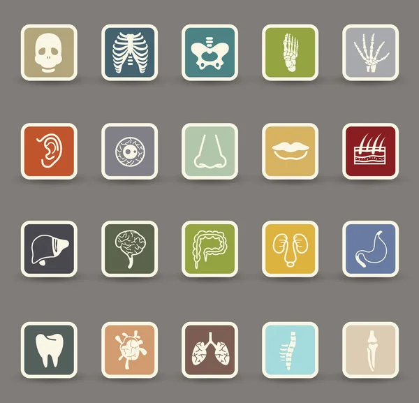 Iconos de anatomía humana — Vector de stock