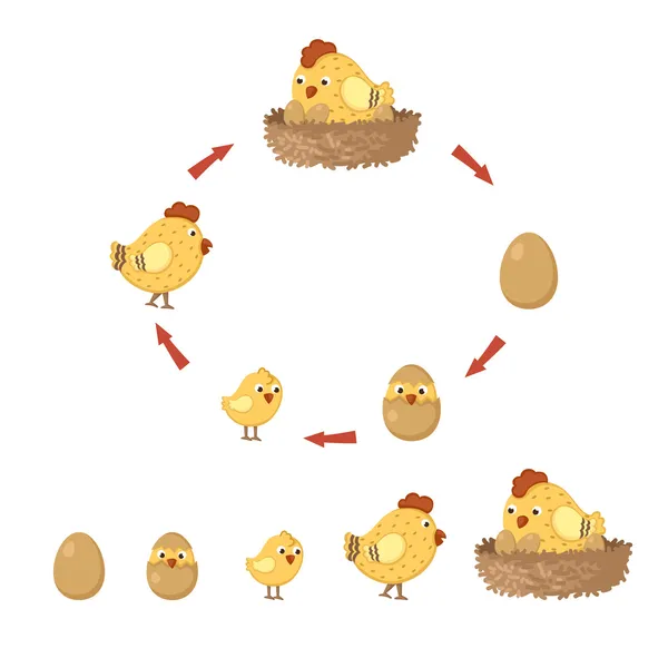 Resultado de imagen para el ciclo de vida de las gallinas
