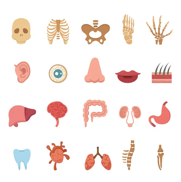 Human anatomy — Stock Illustration Human anatomy Stock Vector