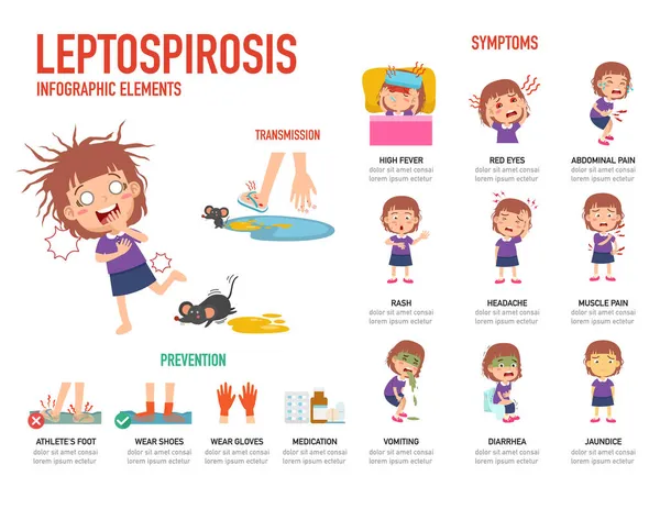 Leptospirose Sintomas Prevenção Infográfico Ilustração Vetor —  Vetores de Stock