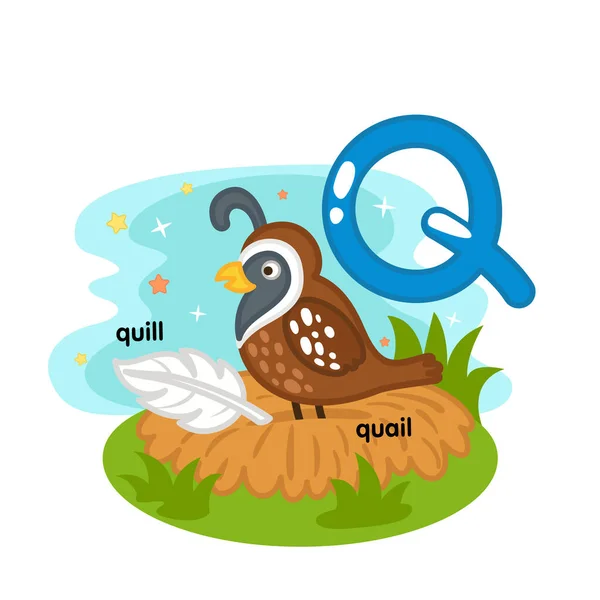 Alphabet Isolated Letter Quill Quail Illustration Vector — Archivo Imágenes Vectoriales