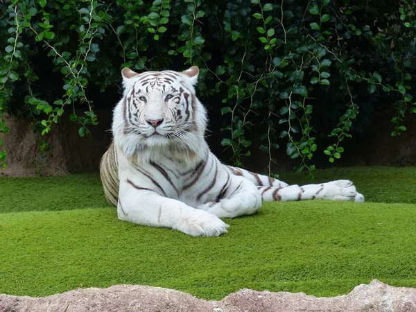 Tigre Bengala Blanco Parque Hierba Verde Aire Libre Imágenes de stock libres de derechos