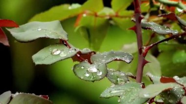 Yeşil bitki yaprakları yağmur damlaları