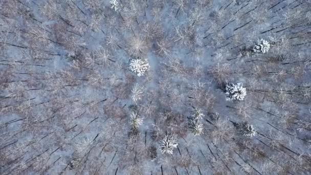 Inverno Coperto Ghiaccio Stagione Alberi Foresta Inverno Neve Inverno Inverno — Video Stock