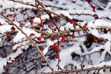 Kırmızı Böğürtlenli Dalların Görüntüsünü Kapat