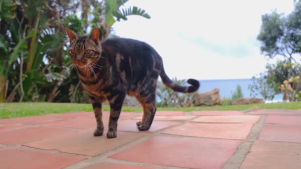 Tuğla Döşemede Bir Kahverengi Kedi — Stok video