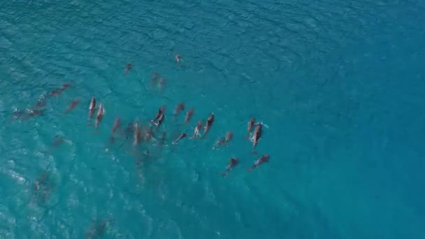 Sea Beach Blue Dolphins — Stock Video