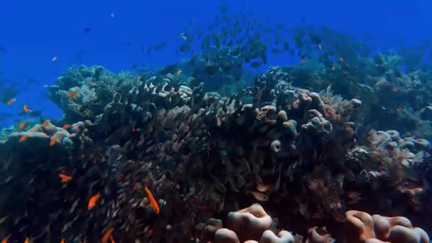 School Fish Deep Blue Sea — Wideo stockowe