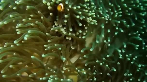 Морські Рослини Помаранчева Біла Риба — стокове відео