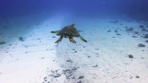 Żółw Pływający Oceanie — Wideo stockowe