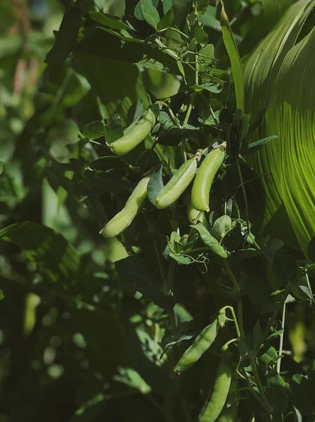 Green Peas Trees Plant Fresh Growing Green Peas