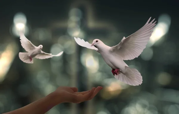 Doves Peace Freedom Concept White Pigeon Pair Flying on the Hand