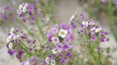 Kapalı - Bahçede çiçek açan güzel bir mor çiçek.