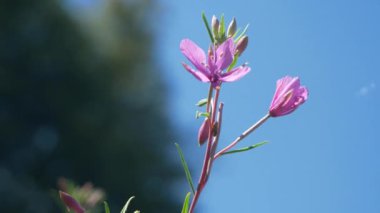 Güzel botanik fotoğrafı, doğal duvar kağıdı.