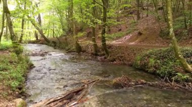 Ormanda güzel bir şelale