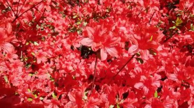 Güzel sonbahar çiçekleri, flora