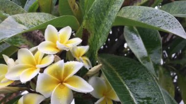 Bahçedeki güzel sarı çiçek