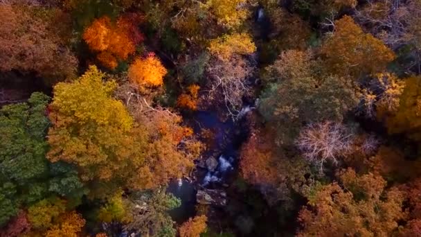 Floresta Outono Com Árvores Folhas — Vídeo de Stock