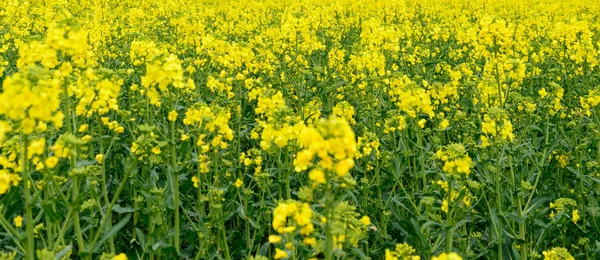 Flores de aceite en campo de colza — Foto de Stock