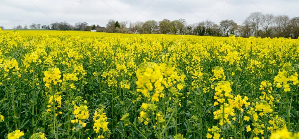 Yellow Eed Flower Field Uk Stock Photo Chris418 43745265 A Field Of Eed Flowers In Worcestershire Uk Photo By Chris418
