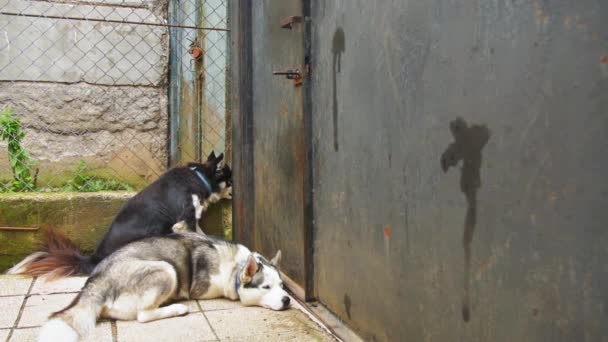 Twee Schattige Husky Ras Honden Wachten Rustig Bij Poort Deur — Stockvideo