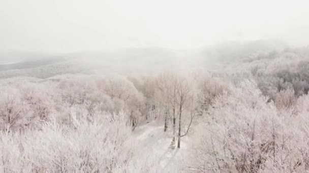 上升的空中景观 冬季白雪覆盖的萨巴杜里森林全景 第比利斯国家公园冬季景观 — 图库视频影像