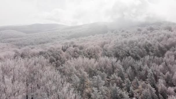 Εναέρια Πετάξει Πάνω Από Γραφικό Χιονισμένο Δάσος Sabaduri Πανόραμα Χειμώνα — Αρχείο Βίντεο