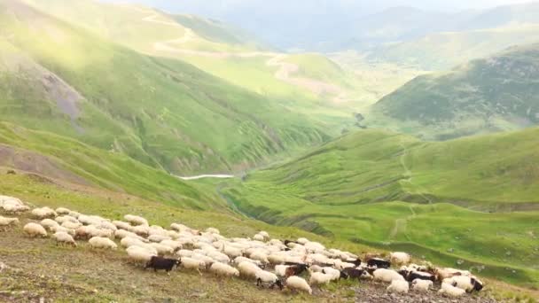 Panning View Moutons Chèvres Passant Hautes Montagnes Extérieur Sur Col — Video