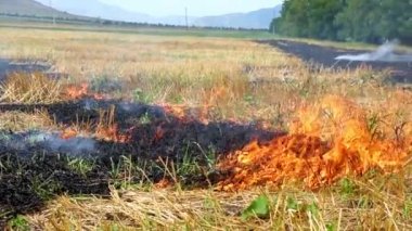 Kafkasya 'da açık havada sade ekin tarlası yanıyor. Saman yakma, tohumlama hazırlığı, yeni hasat mevsimi.