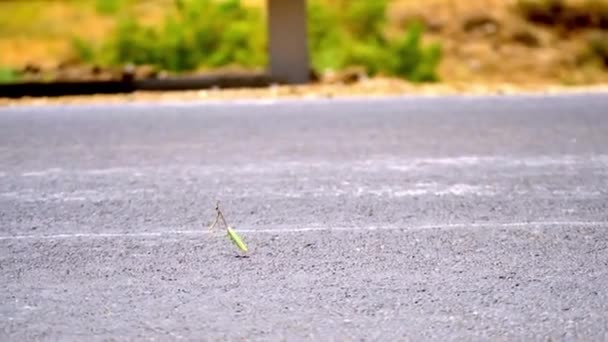 Winzige Grüne Lange Hals Unerkannt Gruselige Kreatur Passieren Straße Mit — Stockvideo