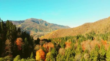 Kafkasya 'daki sonbahar ormanlarını, açık havada mavi, boş gökyüzü arkaplanı olan çam ağaçlarının üzerinde görüyoruz. Taze doğa ve sonbahar güzelliği.