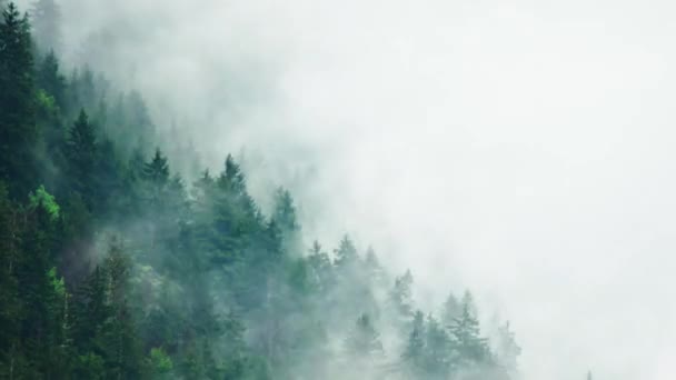 Timelapse Temps Pluvieux Montagne Brouillard Brumeux Soufflant Sur Forêt Pins — Video