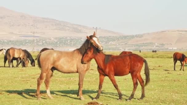 Dwa Piękne Konie Yilki Przytulają Się Świeżym Powietrzu Wiosce Hormetci — Wideo stockowe