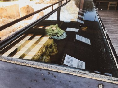 Dmanisi, Gürcistan - 25 Eylül 2021: Dmanisi arkeoloji müzesi kafatası