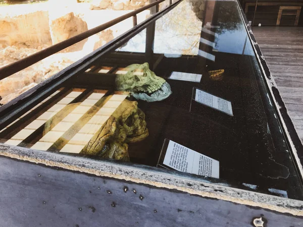 Dmanisi, Gürcistan - 25 Eylül 2021: Dmanisi arkeoloji müzesi kafatası