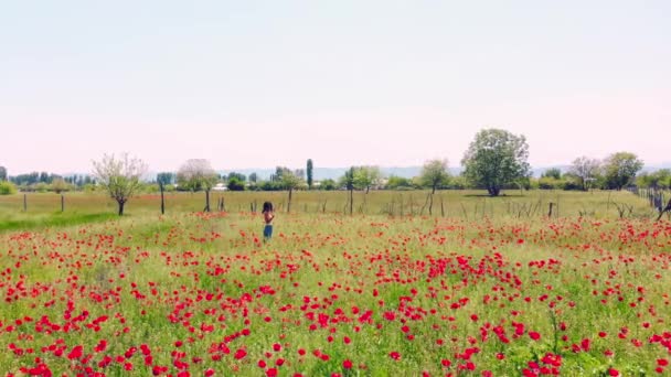 Cinematic Aerial Low Angle View Springtime Poppy Field Young Woman — Stock video