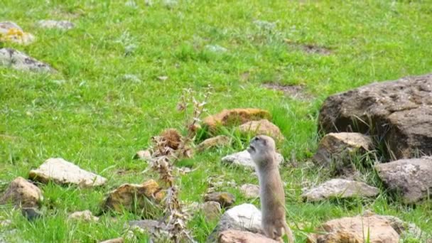 Small Squirrel Feeds Rocks Ani Historical Archeological Site Turkey — Stock video