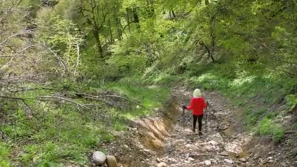 Beyaz Kadın Yürüyüşçü Ilkbaharda Orman Yolunda Elinde Sopayla Yokuş Aşağı — Stok video