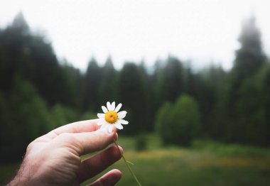 Tek bir papatyayla el ele tutuşmak. İzole çiçek yeşil ormandan elde edilir.