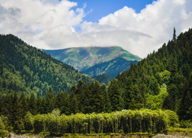 Summer green hills in Racha region , Georgia, Caucasus