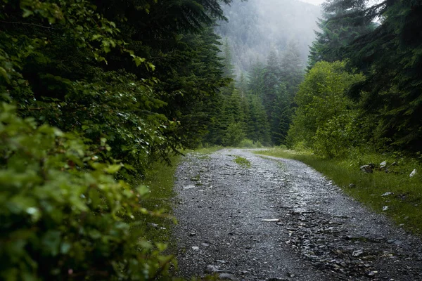 Forest trail scene. Woodland rocky path Forest in fog. Landscape with trees, colorful green and blue fog. Nature background. Dark foggy forest