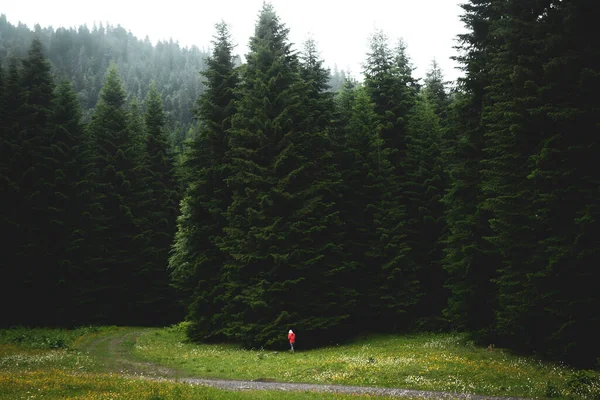 One Person Stand Giant Fir Trees Georgia Region Racha Shiovi — Stockfoto